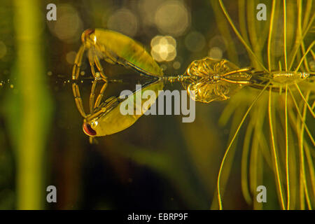 gemeinsame Backswimmer (Notonecta Glauca), gerade gehäutet Karva mit exuvia Stockfoto