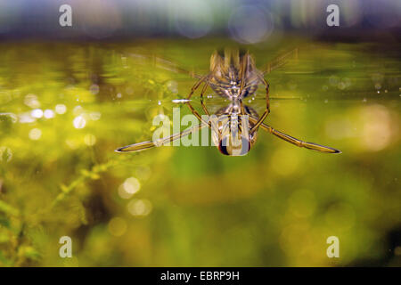 Backswimmer (vgl. Notonecta Glauca), bei der Kokosblättern mit Spiegelbild, Deutschland Stockfoto