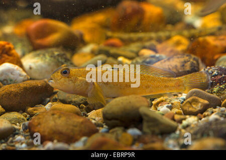 Schwarzmundgrundel (Neogobius Melanostomus), Weiblich Stockfoto