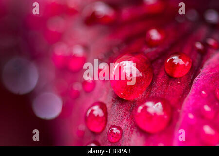 Geranien (Pelargonium spec.), Detail einer Blume mit Regen fällt, Deutschland Stockfoto