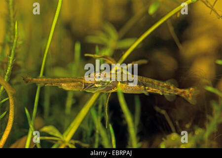 Hecht, Hecht (Esox Lucius), junge Tiere essen Hecht Larve, Deutschland Stockfoto