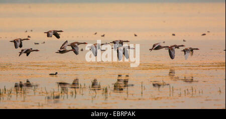 Graugans (Anser Anser), kleine Truppe fliegen im Abendrot dicht über dem See, Deutschland, Bayern, See Chiemsee Stockfoto