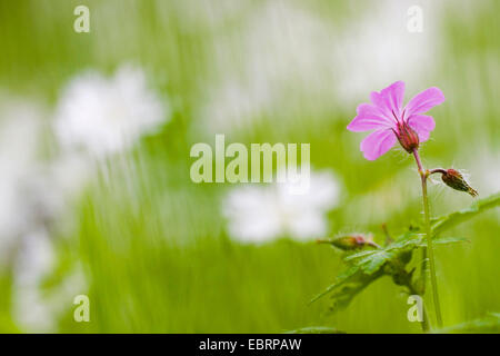 Robert Kraut, Red Robin, Tod, komm schnell, Robert Geranium (Geranium Robertianum, Robertiella Robertiana), Blume mit Blütenknospen, Deutschland, Baden-Württemberg Stockfoto