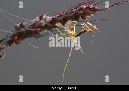 Lange-jawed Orb Weaver (Tetragnatha spec.), Fütterung Beute an einer Spitze, Deutschland, Bayern Stockfoto