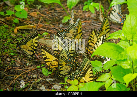 Östliche Tiger Schwalbenschwanz (Papilio Glaucus), Schwarm an Mineral gut, Tennessee, USA, Great Smoky Mountains National Park Stockfoto