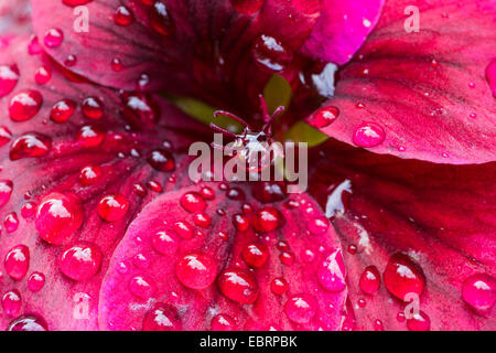 Geranien (Pelargonium spec.), Blume mit Regen fällt, Deutschland Stockfoto