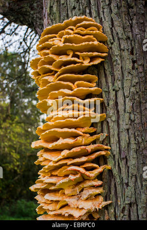 Das Huhn von Wäldern, Aulphur Polypore, Schwefel-Regal (Laetiporus Sulphureus), wächst auf einem Baumstamm, Deutschland, Baden-Württemberg Stockfoto