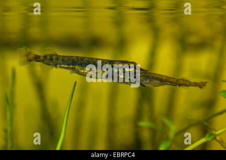 Hecht, Hecht (Esox Lucius), junge Tiere essen Hecht Larve, Deutschland Stockfoto