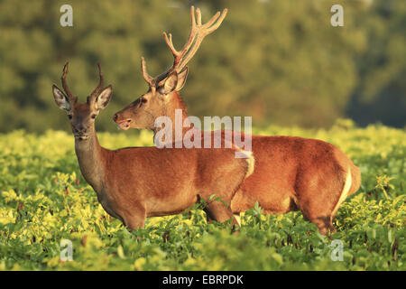 Rothirsch (Cervus Elaphus), zwei Köpfen auf einem Feld in den frühen Morgenstunden, Deutschland, Nordrhein-Westfalen Stockfoto