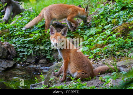 Rotfuchs (Vulpes Vulpes), zwei juvenile Füchse an einem Wald Teich, Schweiz, Sankt Gallen Stockfoto