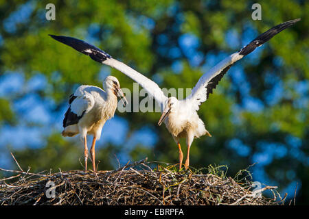 Weißstorch (Ciconia Ciconia), junge Weißstörche auf ihren Adlerhorst Erstflug Übungen, Schweiz, Sankt Gallen Stockfoto