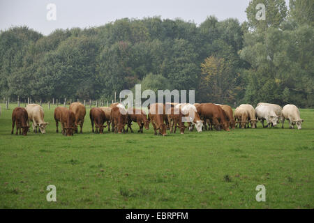 Hausrind (Bos Primigenius F. Taurus), Charolais-Rinder und Limousin-Rinder weiden zusammen auf einer Weide, Nordrhein Westfalen, Ruhrgebiet, Herne Stockfoto