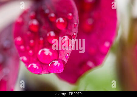 Geranien (Pelargonium spec.), Detail einer Blume mit Regen fällt, Deutschland Stockfoto