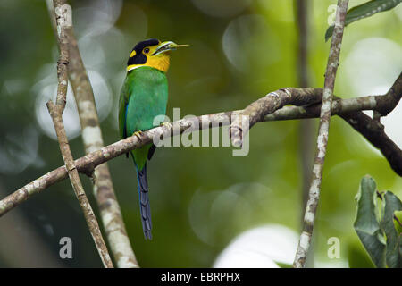 Long-tailed Broadbill (Psarisomus Dalhousiae), auf einem Ast mit Beute in seine Rechnung, Thailand, Khao Yai Nationalpark Stockfoto