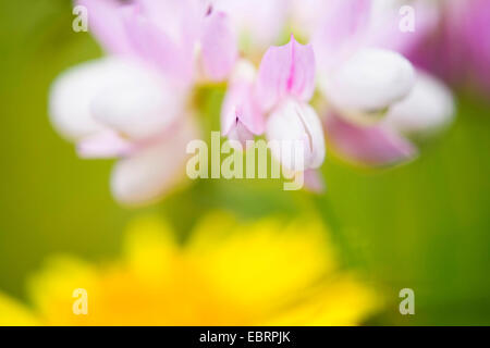 Crown Vetch, nachgestellte Crownvetch, Krone-Futterwicke (Securigera Varia, Coronilla Varia), Blumen, Deutschland, Hessen Stockfoto