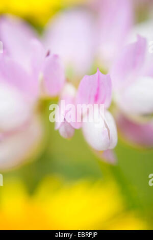 Crown Vetch, nachgestellte Crownvetch, Krone-Futterwicke (Securigera Varia, Coronilla Varia), Blumen, Deutschland, Hessen Stockfoto