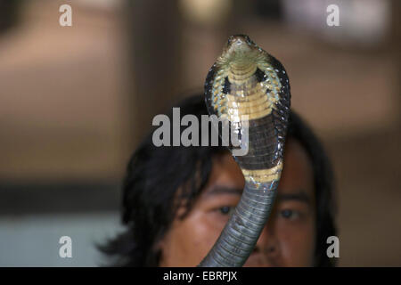 Indochinesische Speikobra, Siamesische Kobra (Naja Siamensis), Schlange Ausstellung droht Cobra, Chiang Mai, Thailand, Mae Sa Schlangenfarm Stockfoto