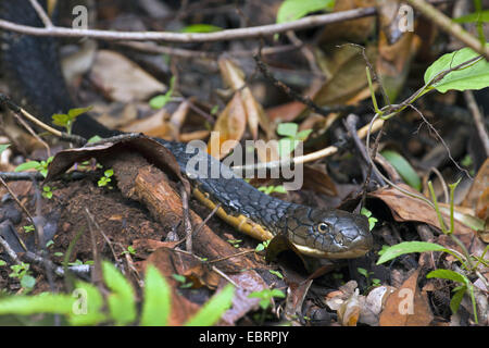 King Cobra, Hamadryad (Ophiophagus Hannah), Portrait auf Wald Boden, Thailand, Khao Yai Nationalpark Stockfoto