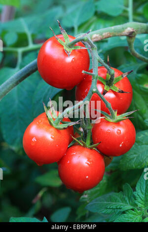 Garten Tomaten (Solanum Lycopersicum, Lycopersicon Esculentum), Reife Toamtos an einem Strauch Stockfoto