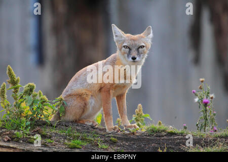 Corsac Fuchs (Vulpes Corsac), sitzen an einem toten Baumstamm Stockfoto
