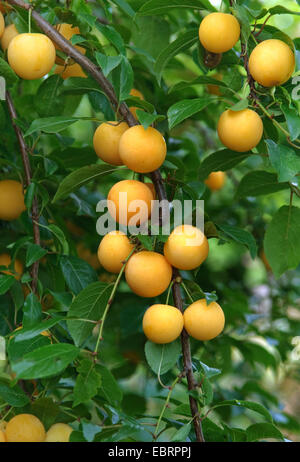 Cherry Plum, Myrobalan-Pflaume (Prunus Cerasifera), Gelbe Kirschen Pflaumen auf einem Baum Stockfoto