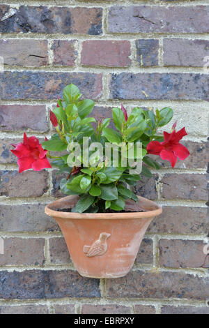 Brasilianische Jasmine, Scarlet Pimpernel, Red Riding Hood (Mandevilla Sanderi, Dipladenia Sanderi), dekorative Blume in einen Blumentopf an einer Hauswand Stockfoto