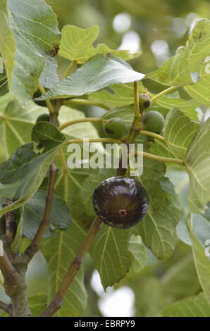 essbare Feigen, gemeinsame Feigen (Ficus Carica), Reifen und unreifen Zubehör Früchte an einem Schmuckhändler Baum, Frankreich, Bretagne, Erquy Stockfoto