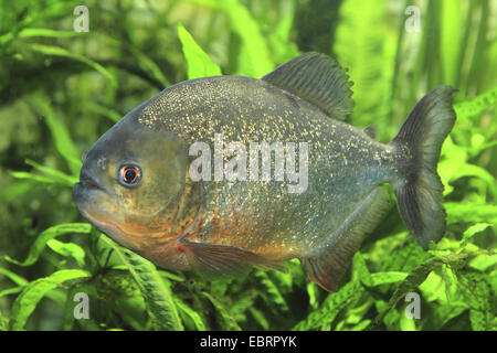 konvex-headed Piranha, Natterer Piranha, roter Piranha, rote Piranhas (Serrasalmus Nattereri, Pygocentrus Nattereri, Rooseveltiella Nattereri), Seitenansicht Stockfoto