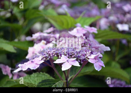 Garten Hortensien, spitze Kappe Hortensie (Hydrangea macrophylla), Blütenstand, Frankreich, Normandie, NeufchÔtel-en-Bray Stockfoto