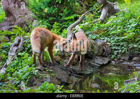 Rotfuchs (Vulpes Vulpes), zwei juvenile Füchse an einem Wald Teich, Schweiz, Sankt Gallen Stockfoto