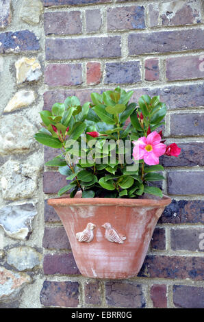 Brasilianische Jasmine, Scarlet Pimpernel, Red Riding Hood (Mandevilla Sanderi, Dipladenia Sanderi), dekorative Blume in einen Blumentopf an einer Hauswand Stockfoto