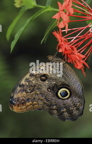 Wald-Riesen-Eule (Caligo Memnon), Eule Schmetterling saugen Nektar an eine rote Blüte Stockfoto