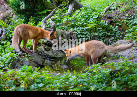 Rotfuchs (Vulpes Vulpes), zwei juvenile Füchse gehen Pirsch in den frühen Morgenstunden an einem Wald Teich, Schweiz, Sankt Gallen Stockfoto