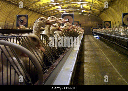 Hausente (Anas Platyrhynchos F. Domestica), unzählige Vögel in der industriellen Landwirtschaft und Mast, fixiert in engen Käfigen für einfacher Magensonde, Deutschland Stockfoto