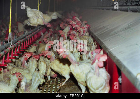 Hausgeflügel (Gallus Gallus F. Domestica), Tausende von Masthühnern gestaute zusammen in einen Hühnerstall in der industriellen Landwirtschaft in desolaten Zustand, Deutschland Stockfoto