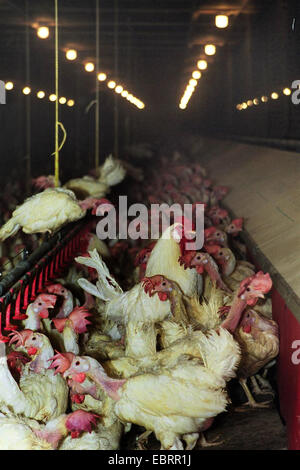 Hausgeflügel (Gallus Gallus F. Domestica), Tausende von Masthühnern gestaute zusammen in einen Hühnerstall in der industriellen Landwirtschaft in desolaten Zustand, Deutschland Stockfoto