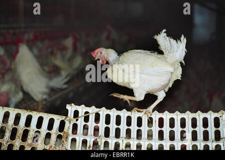 Hausgeflügel (Gallus Gallus F. Domestica), Tausende von Masthühnern in einen Hühnerstall in desolaten Zustand in der industriellen Landwirtschaft mit einem einzigen Vogel versucht, den Stau zu entkommen, durch Balancieren auf einem Zaun, Deutschland, Stockfoto