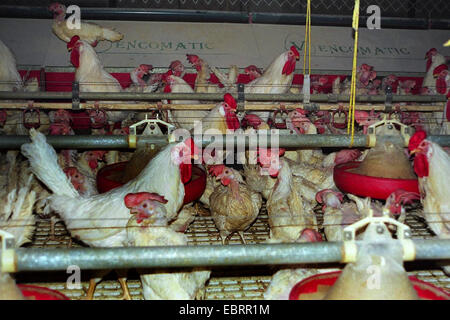 Hausgeflügel (Gallus Gallus F. Domestica), Tausende von Masthühnern gestaute zusammen in einen Hühnerstall in der industriellen Landwirtschaft in desolaten Zustand, Deutschland Stockfoto