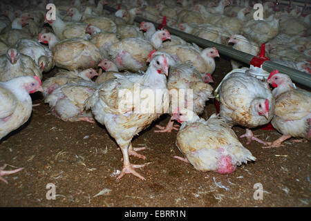 Hausgeflügel (Gallus Gallus F. Domestica), unzählige Masthähnchen gestaute zusammen in einen Hühnerstall in der industriellen Landwirtschaft in desolaten Zustand. Die Vögel sind so schnell zuzunehmen, dass viele von ihnen nicht in der Lage sind auf ihre Füße am Ende der Mast Prozess, Deutschland, Stockfoto