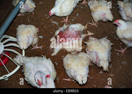 Hausgeflügel (Gallus Gallus F. Domestica), unzählige Masthähnchen gestaute zusammen in einen Hühnerstall in desolaten Zustand. Einige lebende Vögel picken an eines der vielen, sterben während der industriellen Landwirtschaft. Deutschland Stockfoto