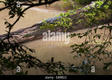 Siam-Krokodil (Crocodylus Siamensis), Sonnenbaden auf Totholz in einem Fluss, Thailand, Khao Yai Nationalpark Stockfoto