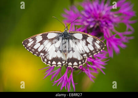 Schachbrettfalter (Melanargia Galathea) auf Brown Flockenblume, Deutschland, Hessen Stockfoto