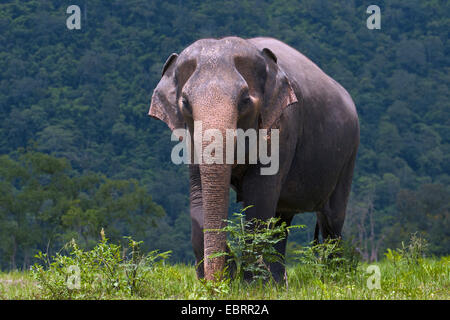 Asiatischer Elefant, Asiatischer Elefant (Elephas Maximus), in der Natur zu reservieren, Thailand, Elephant Nature Park, Chiang Mai Stockfoto