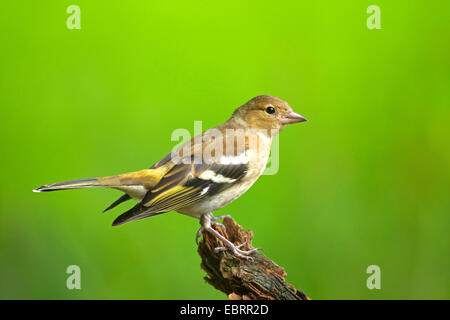 Buchfinken (Fringilla Coelebs), Weibchen auf einen Baum zu ergattern, Deutschland, Nordrhein-Westfalen Stockfoto