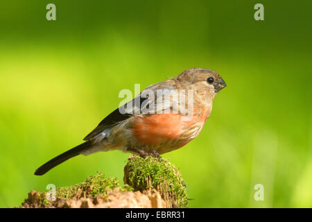 juvenile Männchen auf einen Baum Haken, Deutschland, Nordrhein-Westfalen, Nord Gimpel (Pyrrhula Pyrrhula), Gimpel, eurasischen Gimpel Stockfoto