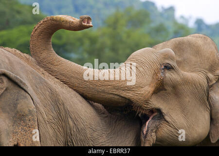 Asiatischer Elefant, Asiatischer Elefant (Elephas Maximus), Elefanten legt seinem Stamm auf der Rückseite von einem anderen Elefanten, Thailand, Elephant Nature Park, Chiang Mai Stockfoto