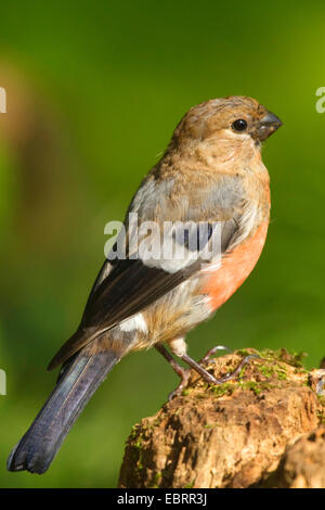 juvenile Männchen auf einen Baum Haken, Deutschland, Nordrhein-Westfalen, Nord Gimpel (Pyrrhula Pyrrhula), Gimpel, eurasischen Gimpel Stockfoto