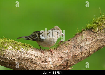 Buchfinken (Fringilla Coelebs), weibliche auf einem Ast, Deutschland, Nordrhein-Westfalen Stockfoto