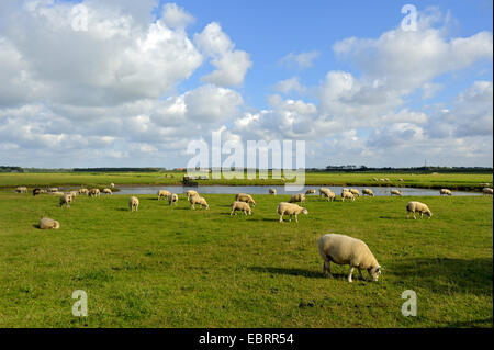 Texel-Schafe (Ovis Ammon F. Aries), weidenden Herde von Schafen, Niederlande, Texel Stockfoto