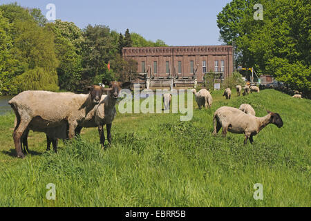 Hausschaf (Ovis Ammon F. Aries), Herde auf dem Deich am Wasserkraftwerk am Fluss Hunte, Deutschland, Niedersachsen, Oldenburg Stockfoto